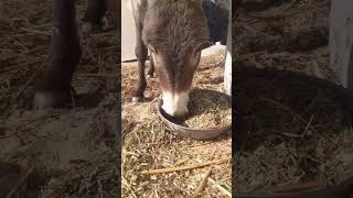 Donkey Has Something Urgent To Say || ViralHog