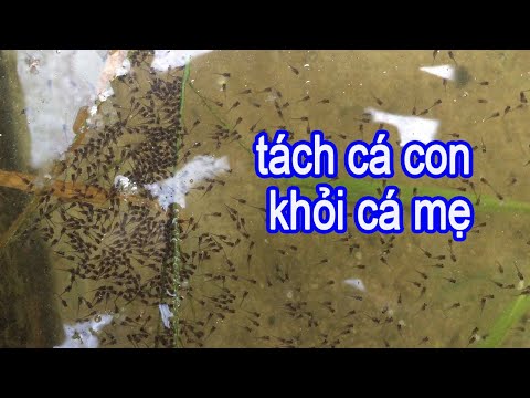 Video Cá Lóc Giống Sau 2 Ngày Tách Mẹ Ra Hồ Mới | Trại Cá... - youtube