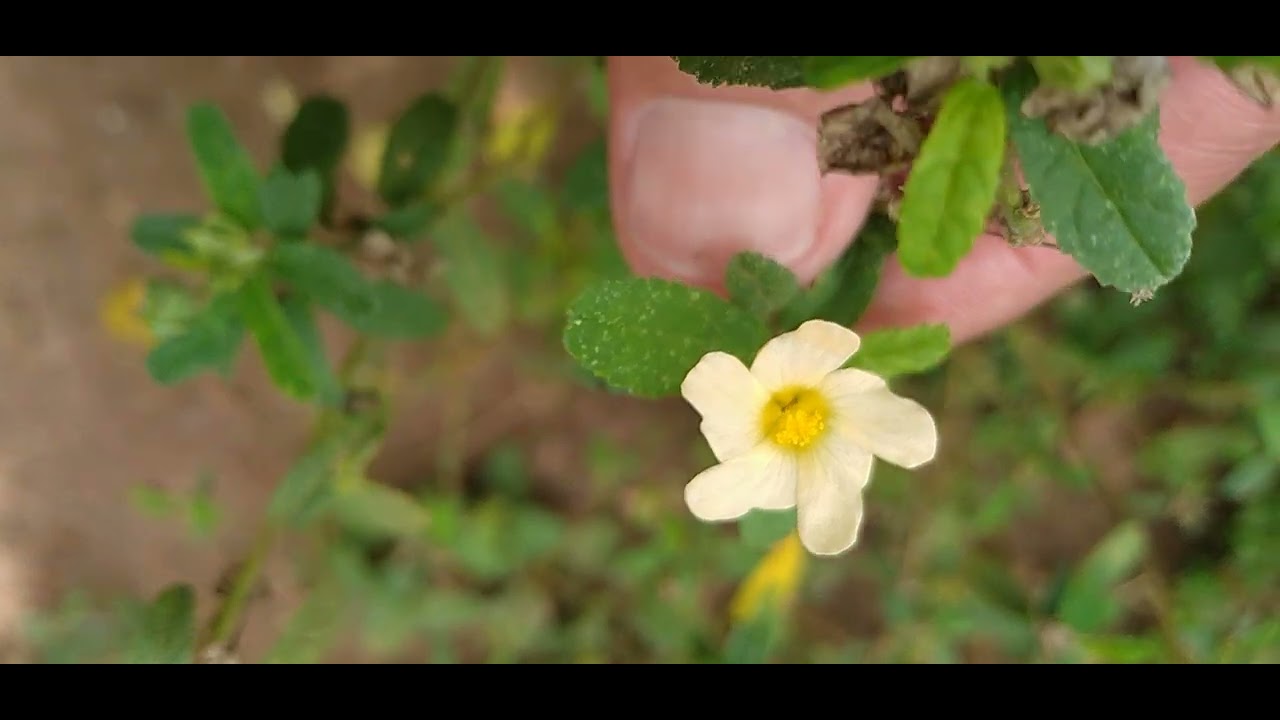 Guanxuma/(Sida acuta) Burm.f. [Leitura na Descrição]