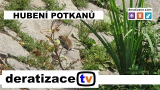 Hubení potkanů - Deratizace Praha