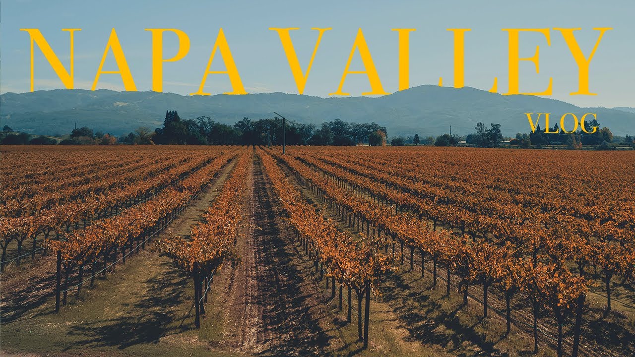 we went to a dog friendly vineyard in Napa Valley