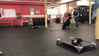 Dog Training Recall | Time Lapse with Kali screenshot 4