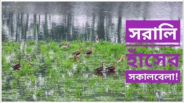 সরালি হাঁসের সাথে সকাল শুরু | বেঁলে হাঁস | বক | জলপিপি | Lesser Whistling Duck | Heron | Jacana |