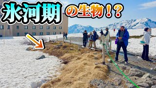 標高3000mの雪山で氷河期の生き残りを発見した
