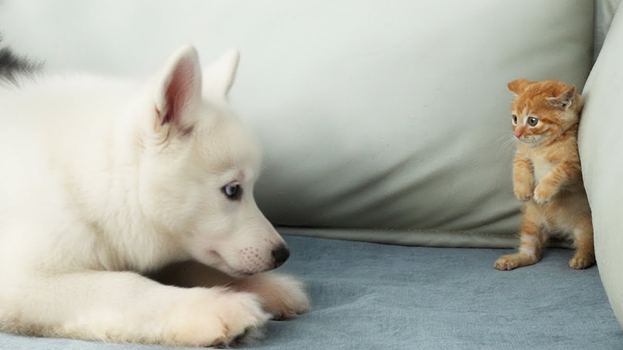 How a Tiny Kitten Goes From Fearing to Loving a Alaskan Malamute Puppy