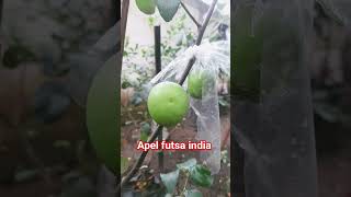 Apel futsa india #minivlog #tanaman #berkebun #pertanian #apelfutsaindia #shortvideo
