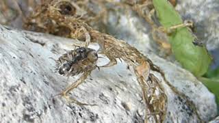 Formica Or Camponotus ? I Need Id Plese - Ant With A Woodlouse - Maur Dregur Gráloddu