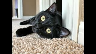 social bdominguez8350 black cat laying in the sun at home   ar 7758  89f8e82e e95f 4482 b091 2fb1e4f