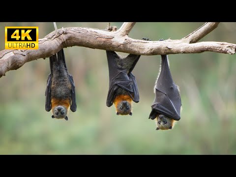 Lovely Magical Moments Of Baby Animals With Nature Sounds, Soothing Music - Dispel Fatigue