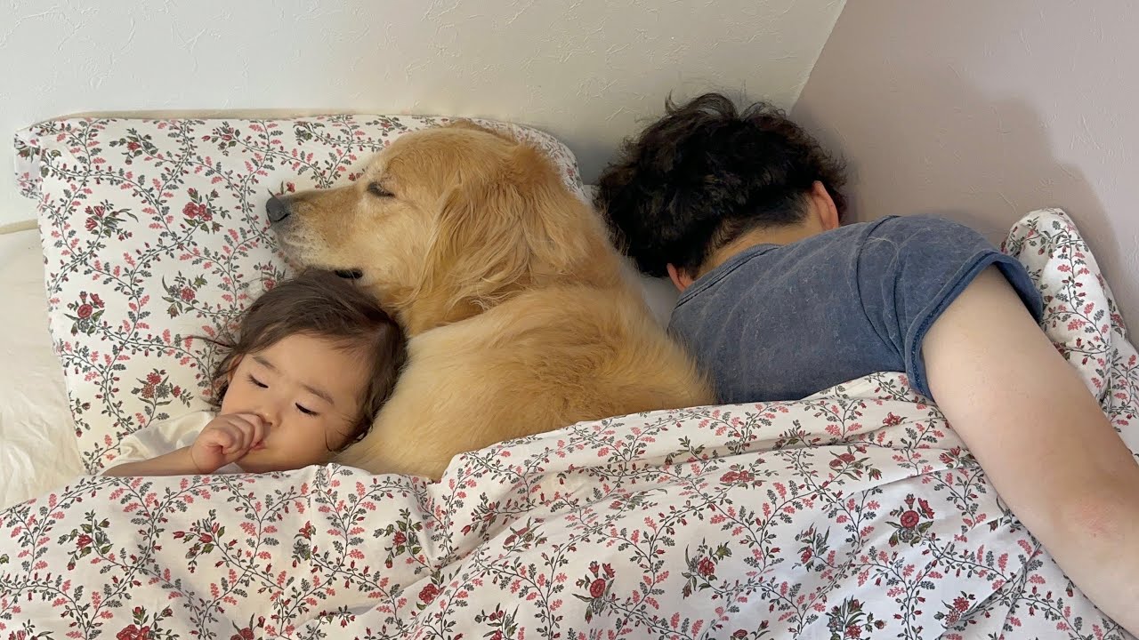 パパをベッドの端に追いやってまで一緒に寝たいと移動してくるゴールデンレトリバー