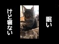 眠気と闘う猫の鳴き声が可愛すぎる。