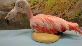 Moses Bandwidth - Ritual Gerhana Purnama