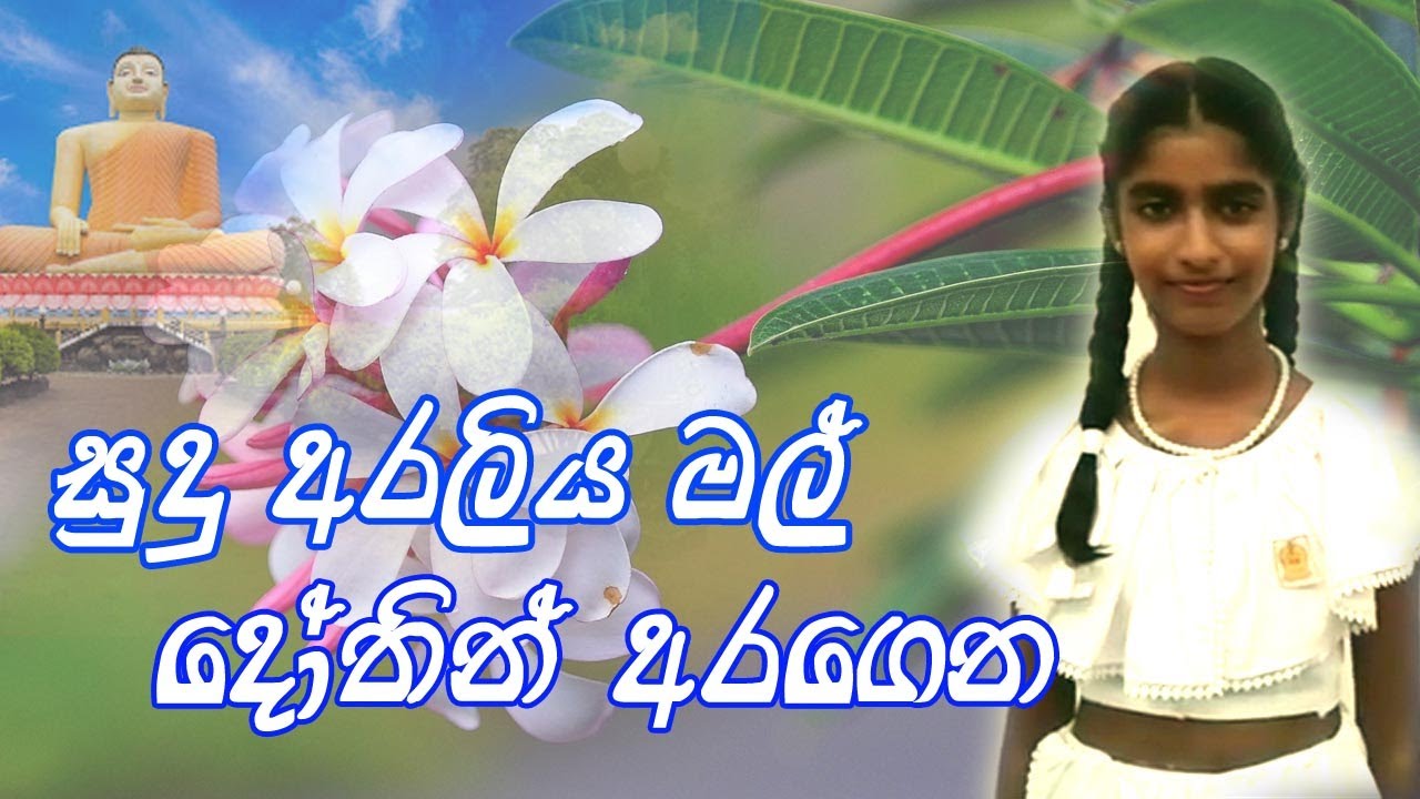 Sudu Araliya mal-සුදු අරලියා මල්