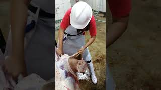 butchery training Cattle, Lady butcher, tagum City slaughter house. please subscribe 🙏❤️