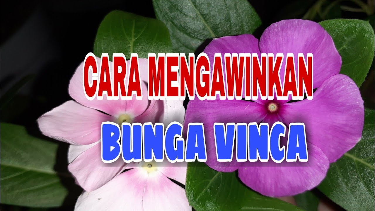 Cara Menyilangkan Bunga Vinca 