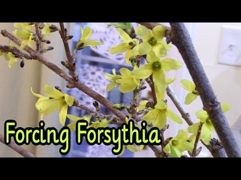 Video: Clivia dwingen te bloeien - Leer hoe je een Clivia-rebloom kunt maken