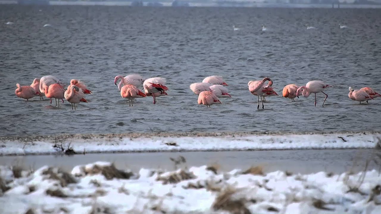 Flamingo's in het Grevelingenmeer - YouTube