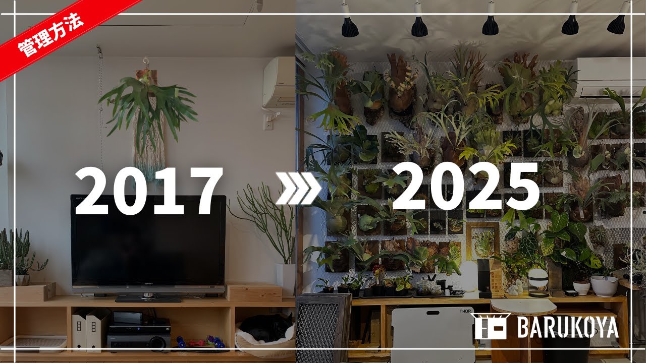 ビカクシダが増えすぎたリビングの末路