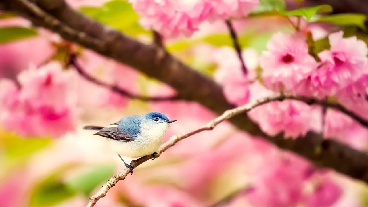 Soothing music for the nerves Healing music for blood vessels and blood, relaxation, for the soul