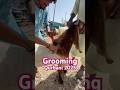 Grooming Goat Style #qurbanvlogs #jawarimandi #pkjanwarmandi #bakramandi #goat #grooming #bakra #yt