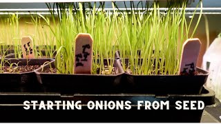 How to Grow Onions from Seed Easily by Broken Arrow Farm 1,441 views 2 months ago 7 minutes, 3 seconds