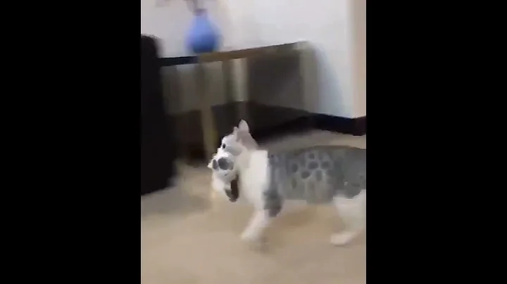 Video 7604421: cats hate water funny, funny cats dogs, compilation cute funny, baby cats