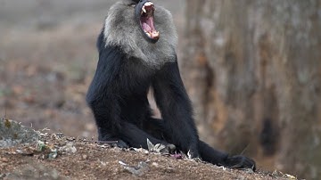 The Kingdom Of Lion-Tailed Macaque - 2019 WCFF Trailer