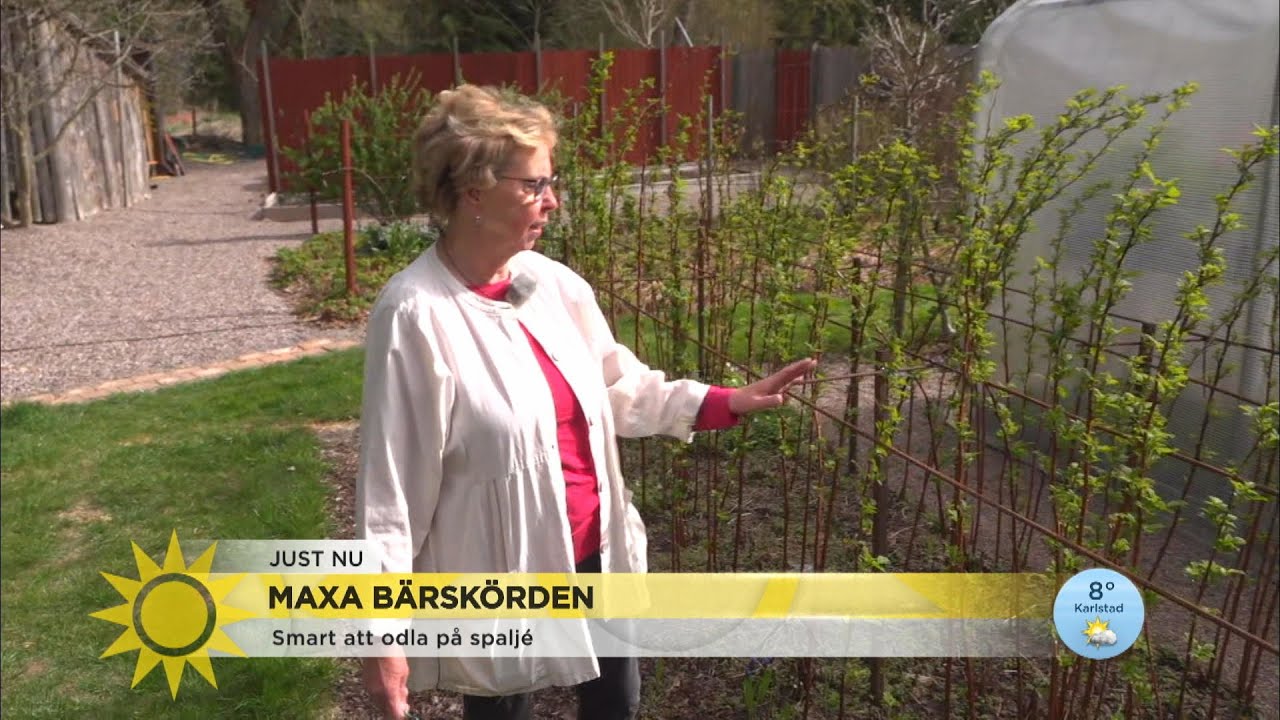 Så maxar du bärskörden - Nyhetsmorgon (TV4)