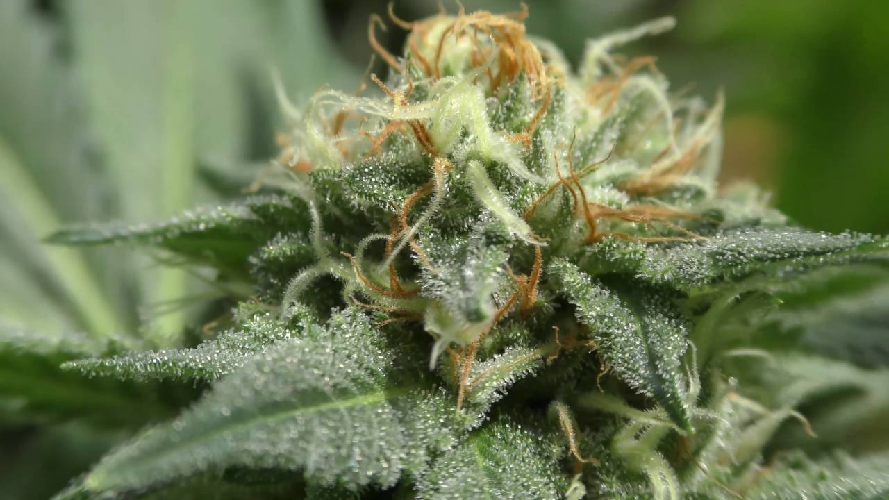 Pre 98 Bubba Kush Plant in 4K