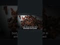 Health benefits of Cloves on Liver health #shorts #healthandfitness #spices #clove #vegetables #food