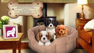 Cavaliers Puppy Love Movie Final Mov