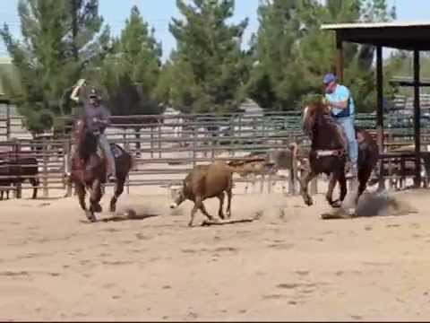 TURBO HEELING Team Roping Heel Horse by www.shawng...