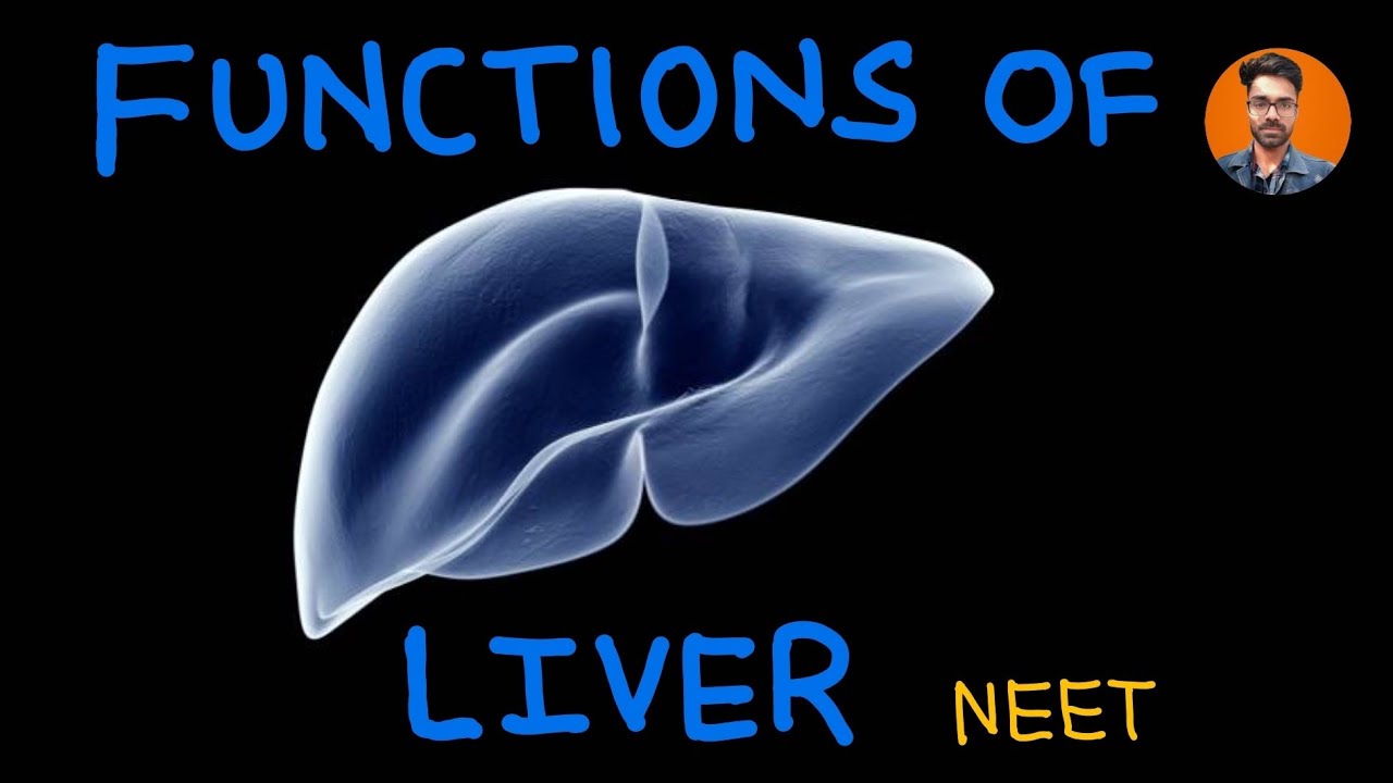 Functions of liver gland Class 11. important for NEET. YouTube