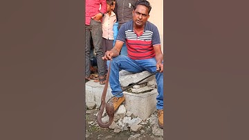 बारिश में निकलते हैं जहरीले सांप 😳 cobra snake rescue #shorts
