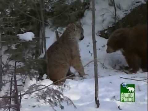 Cougar versus Bear