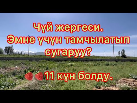 Video: Клубниканы туура сугаруу