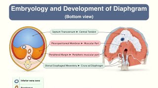 Paediatric surgery: Congenital diaphragmatic hernia - CDH