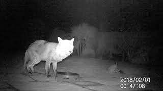 1-2-2018 *** Adult Fox aka Skinny Tail with  Daughter, then Dog Fox Brother?