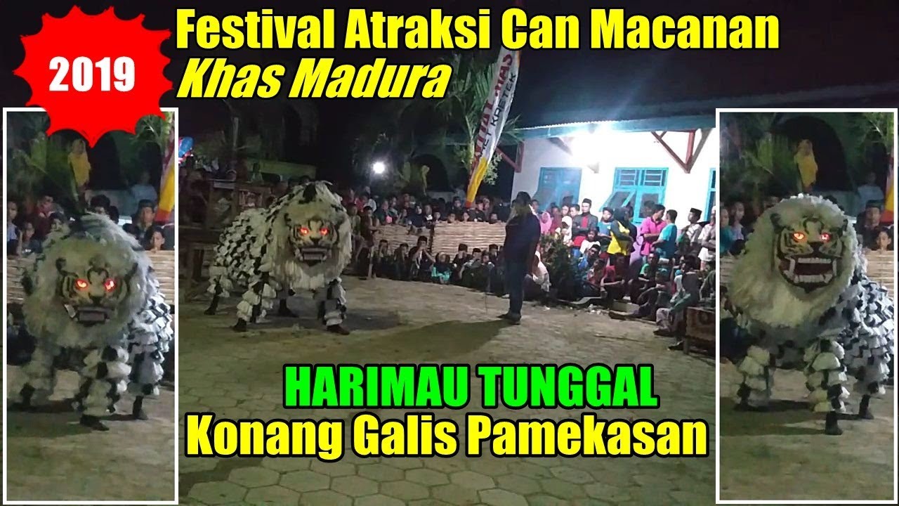 CAN MACANAN HARIMAU TUNGGAL Pamekasan - Festival Atraksi Can Macanan Khas Madura 2019