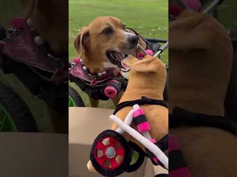 Dog In Wheelchair Gets Custom Stuffed Animal Lookalike Wobbly Hannah Petsies Unboxing