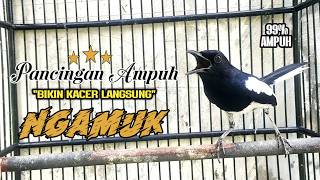 Suara Burung Kacer Bikin Lawan Emosi Gacor, Pancingan Kacer Agar Cepat Emosi Gacor