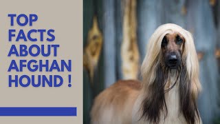 The Afghan Hound  A Dog With a Mysterious Past | Top Facts!