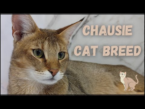 CHAUSIE CAT BREED - MEET DAKOTA AND CYPRESS 😸