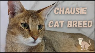 CHAUSIE CAT BREED - MEET DAKOTA AND CYPRESS 😸 by CutieCats 7,193 views 3 years ago 3 minutes, 35 seconds