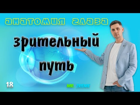 Зрительный путь | зрительный перекрест или Хиазма