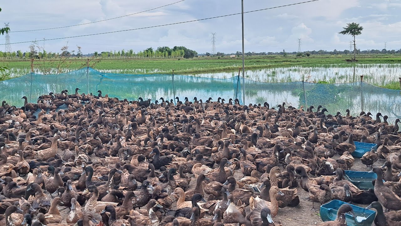 Duck difficult find feed at field on season has high water💧 