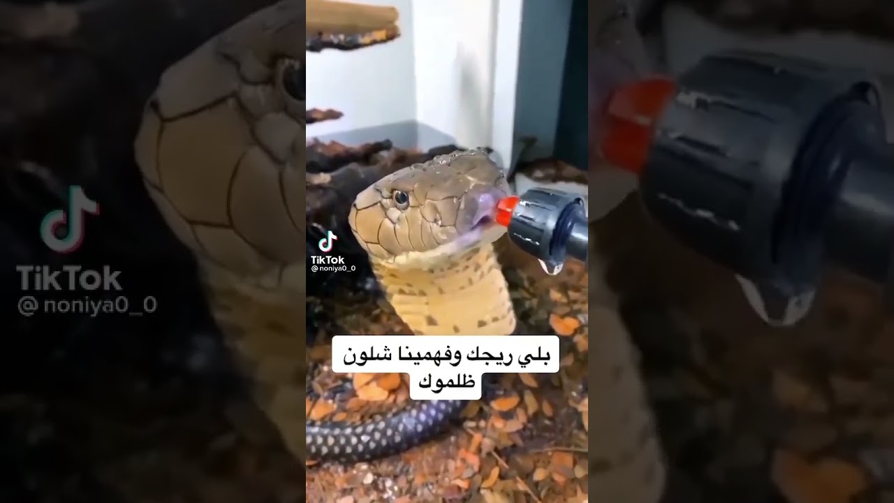 بلي ريقك وعلمينا كيف ظلموك