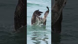 Osprey with huge fish struggles getting out of the water. #bird #wildlife #birdsofprey #fishing