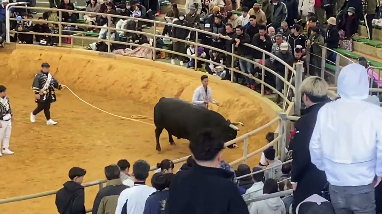 長堂畜産政心大力🆚場天オーヤー莉希愛《特別対決》2025/2/9 #沖縄闘牛