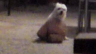 maltez dog fucks a bear .MP4